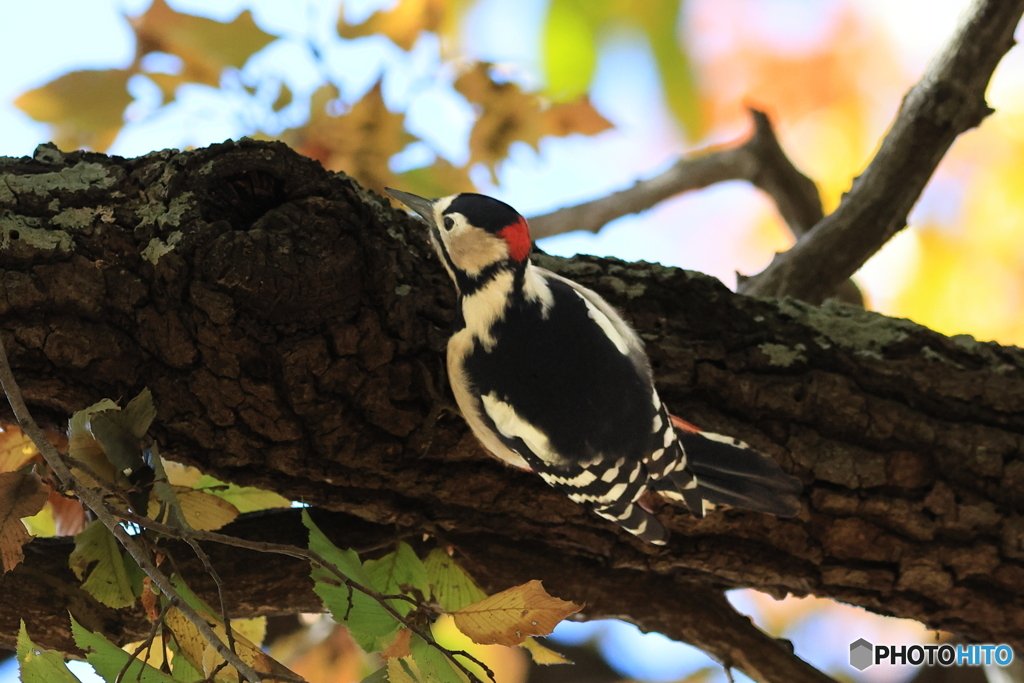 アカゲラ　その１