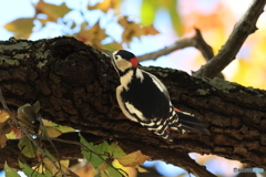 アカゲラ　その１