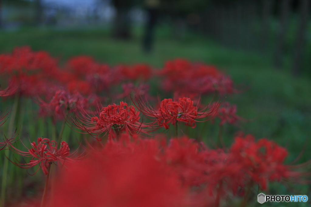曼殊沙華　その１