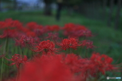 曼殊沙華　その１