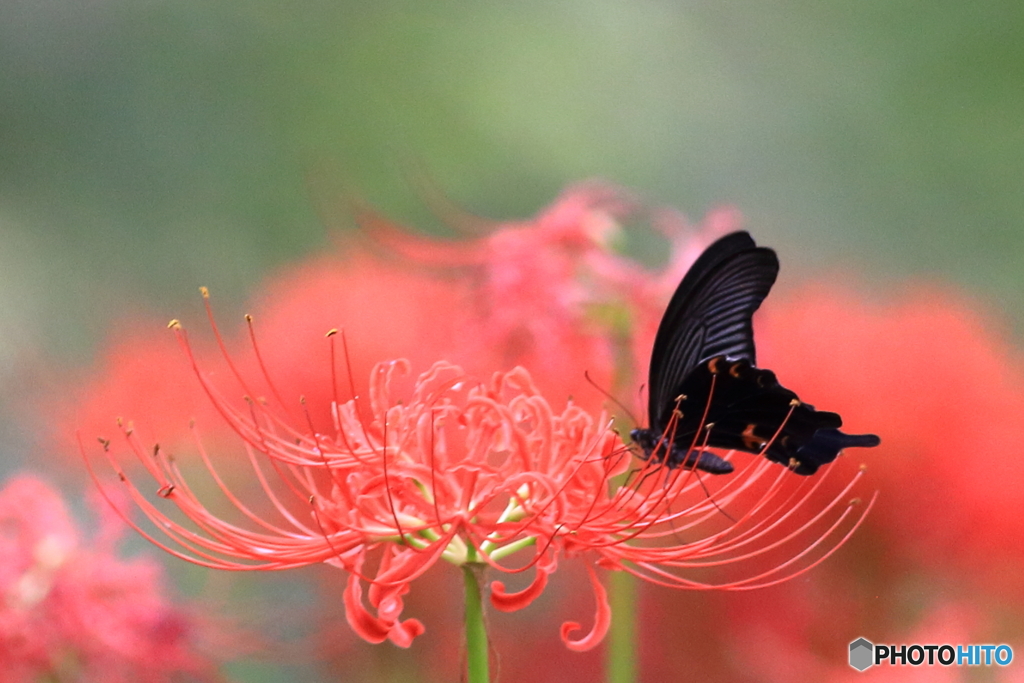 内牧公園　曼殊沙華