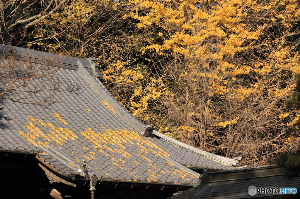 紅葉その６