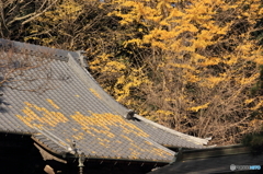 紅葉その６