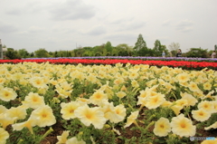 花の絨毯