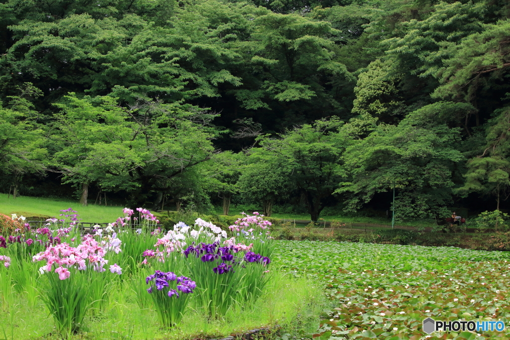 あやめ、花しょうぶ、かきつばた、アイリスのどれかです。