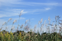 ススキの筆で青空に雲を描きました・・・