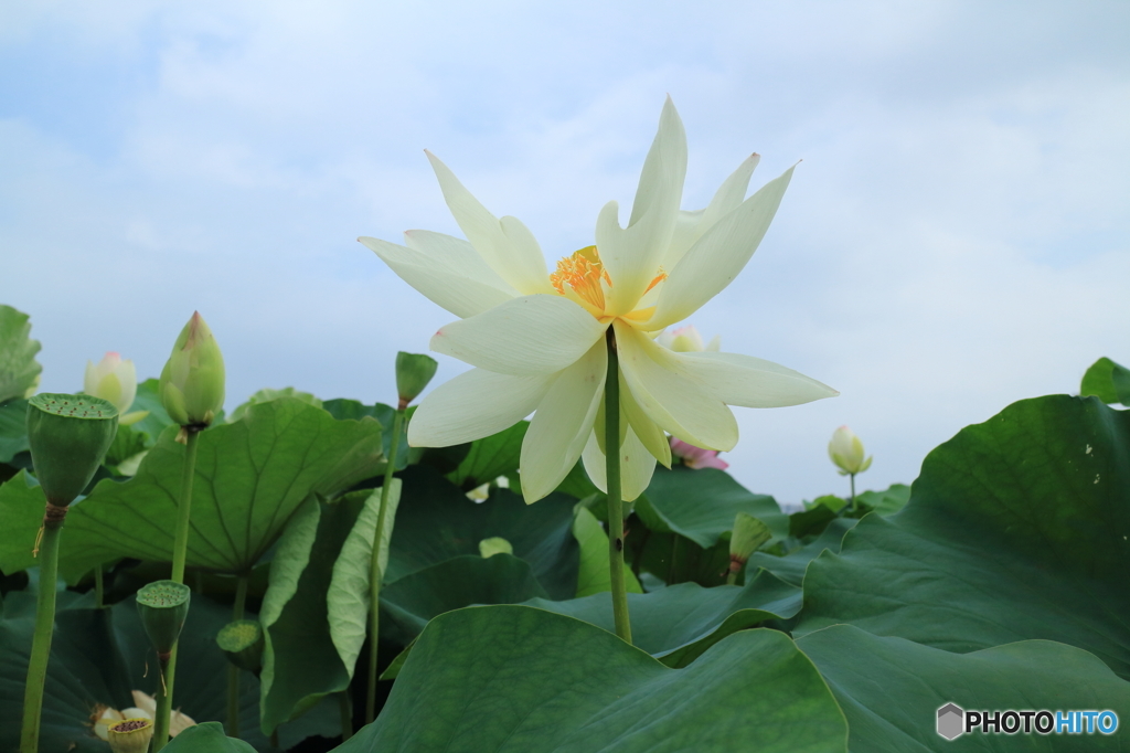 蓮の花その７