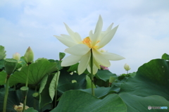 蓮の花その７