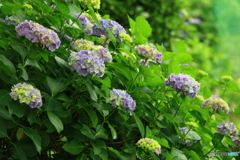 紫陽花　その４
