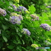 紫陽花　その４