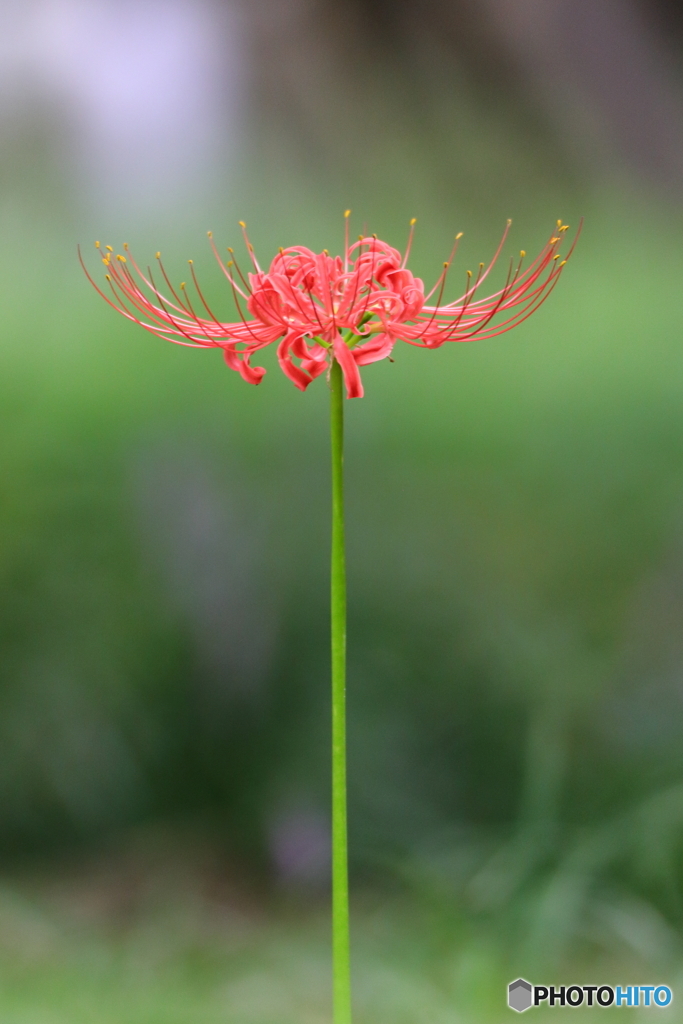 曼殊沙華