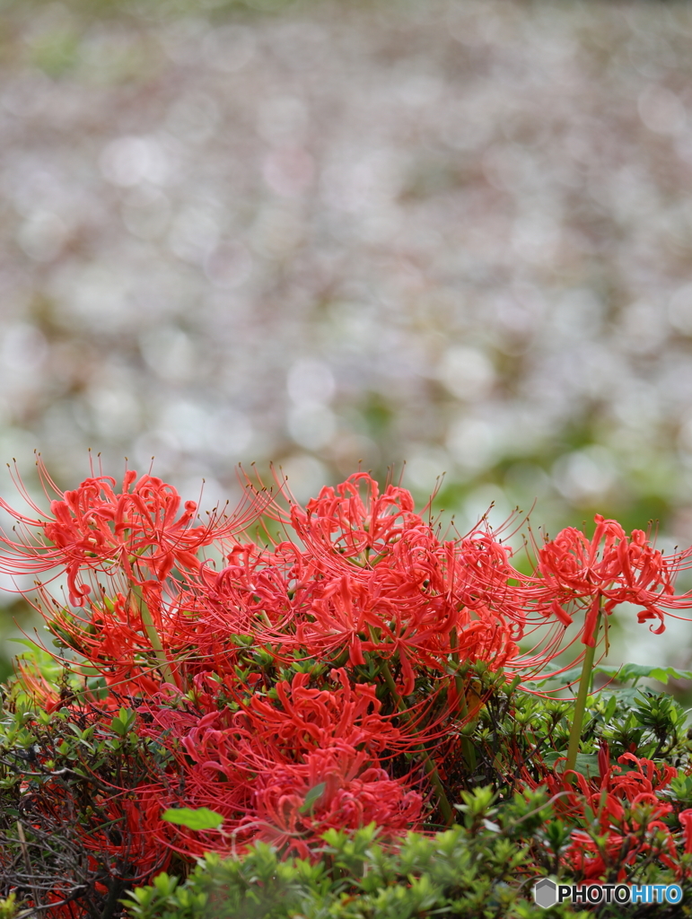 岩槻公園 曼殊沙華 その５