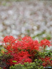 岩槻公園 曼殊沙華 その５