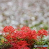 岩槻公園 曼殊沙華 その５