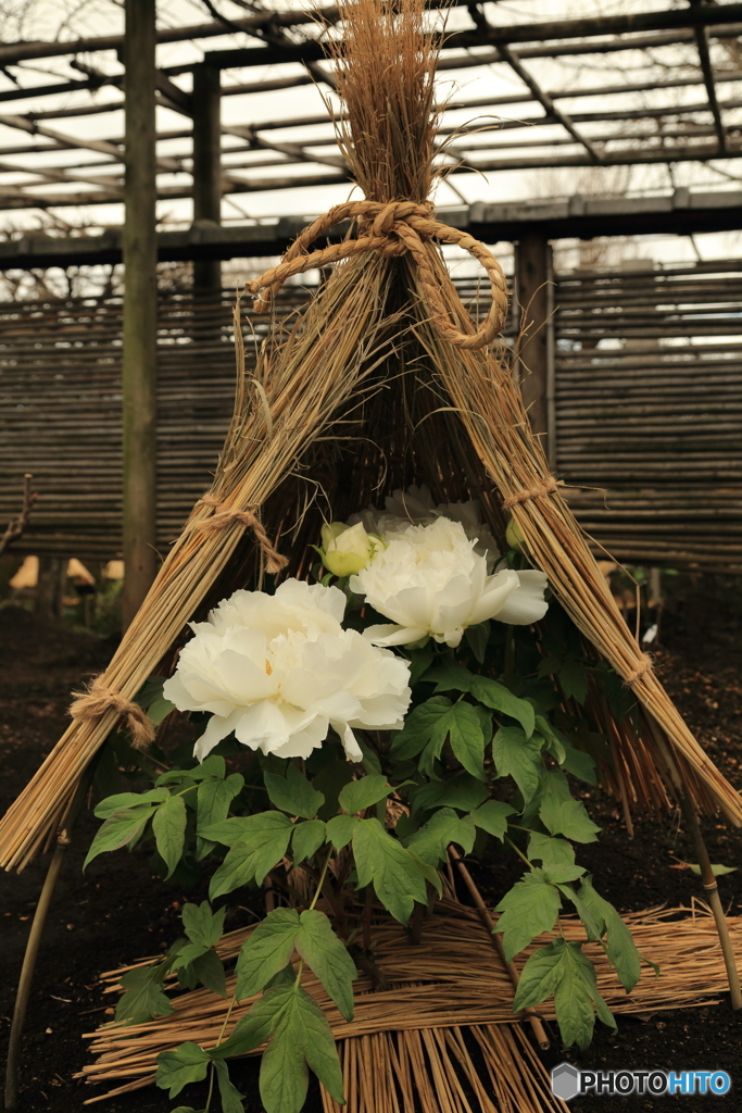 上野東照宮　冬牡丹