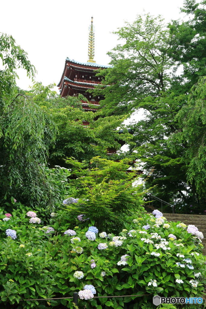 本土寺　紫陽花　菖蒲