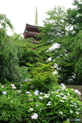 本土寺　紫陽花　菖蒲