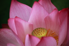 蓮の花