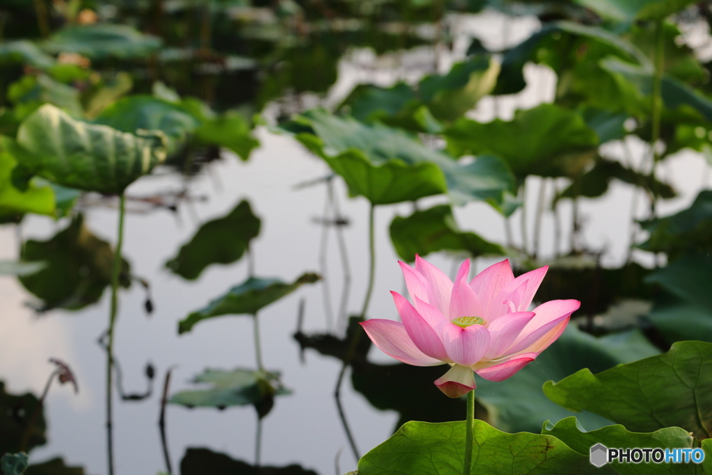 内牧公園　蓮池