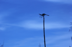 高いところから失礼します