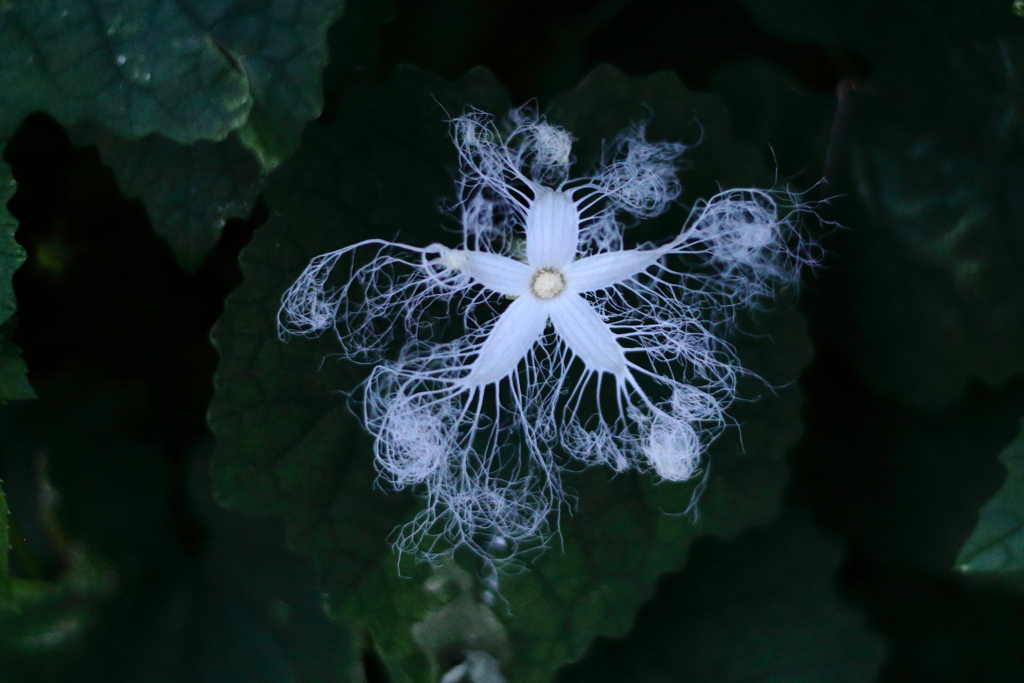 カラス瓜の花