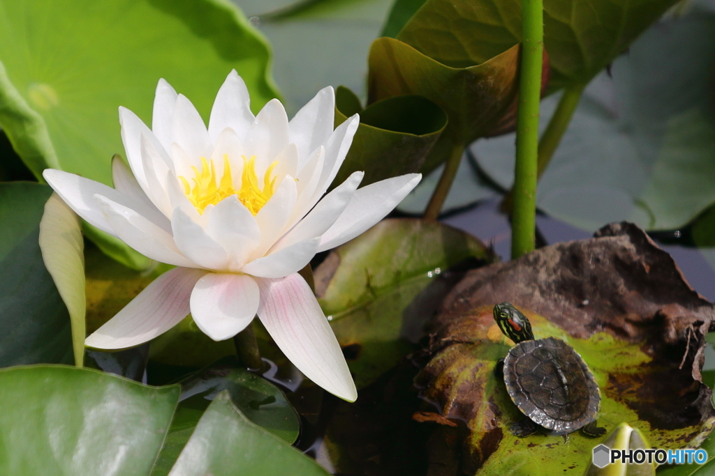睡蓮と亀