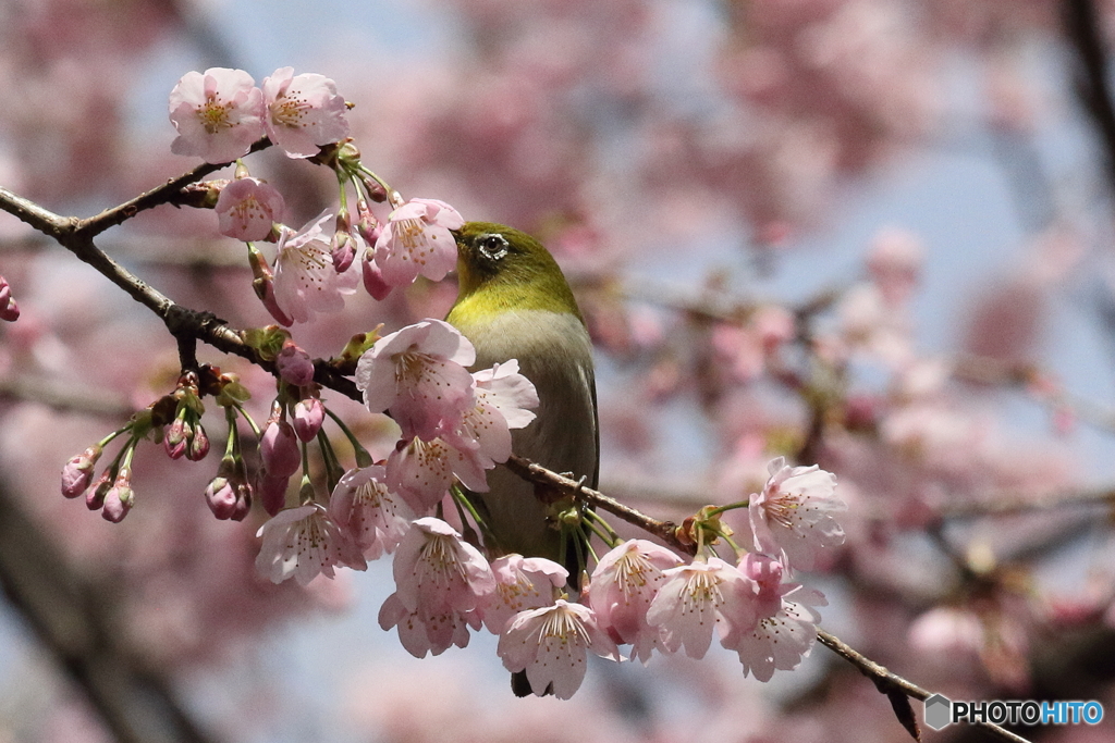 河津桜とメジロ