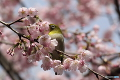 河津桜とメジロ