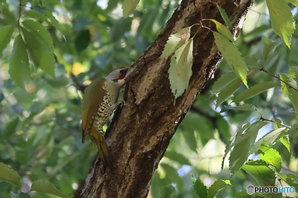 アオゲラ　その３