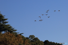 清水公園　花ファンタジア