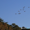 清水公園　花ファンタジア