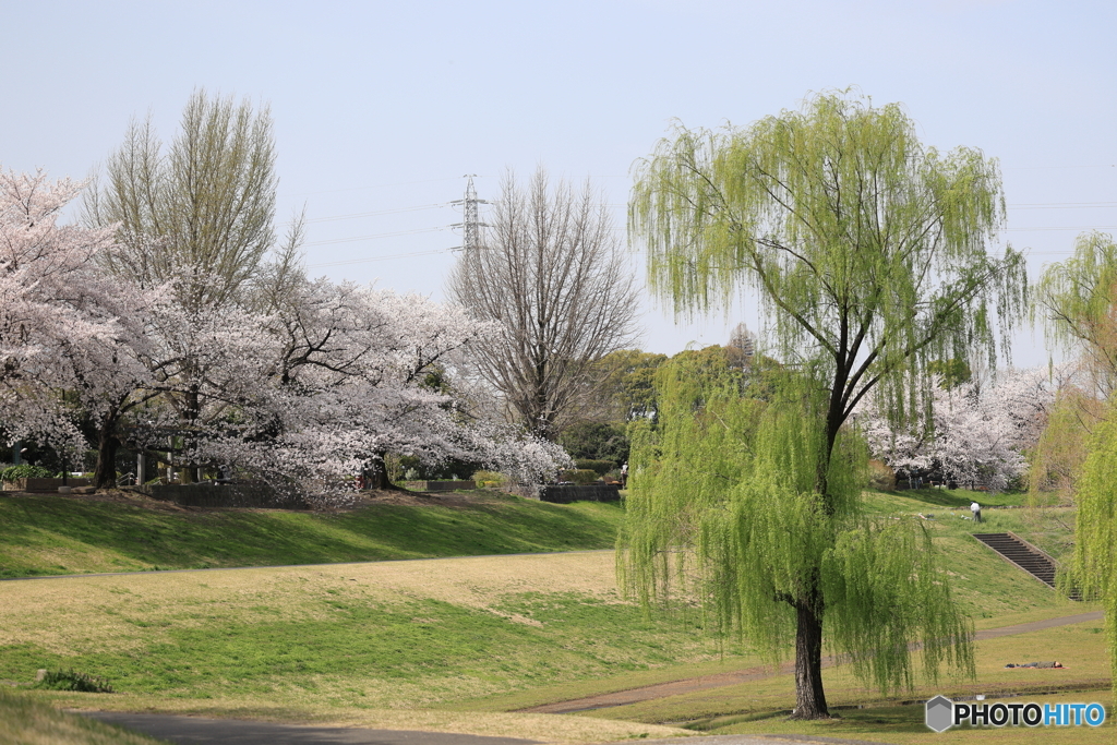 大宮公園　さくら　その５