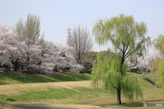 大宮公園　さくら　その５