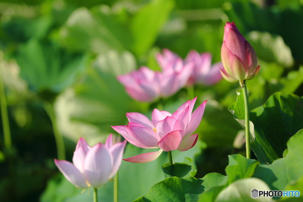 内牧公園　蓮池