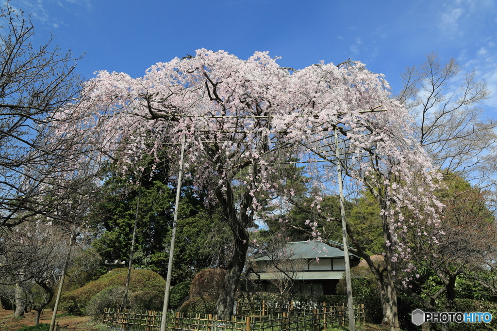 清水公園　枝垂れ桜