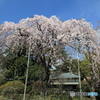 清水公園　枝垂れ桜