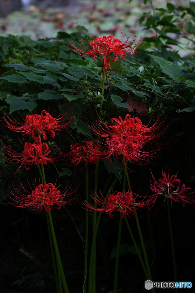 岩槻公園 曼殊沙華 その３