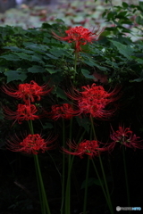 岩槻公園 曼殊沙華 その３