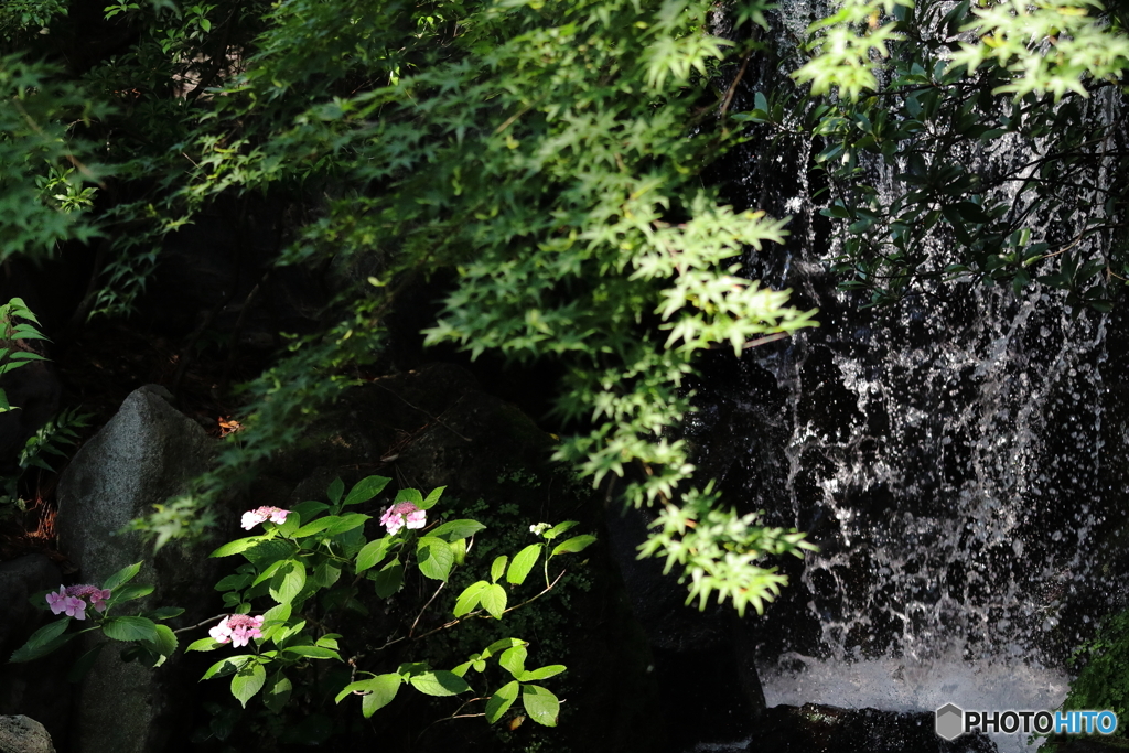 西新井大師 紫陽花