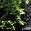 西新井大師 紫陽花