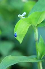 葉の間からこんにちは