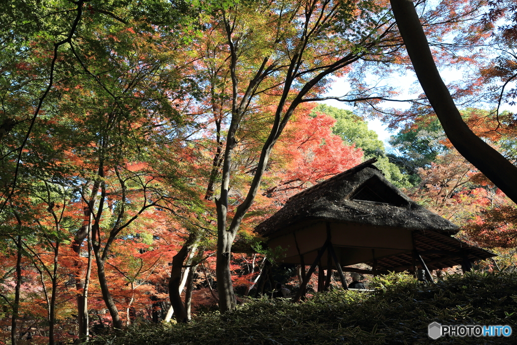 六義園その３