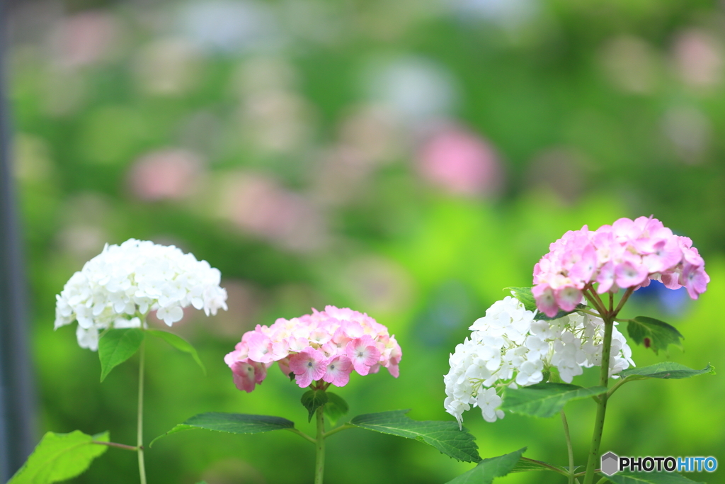 本土寺　紫陽花　その3