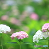 本土寺　紫陽花　その3