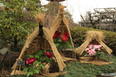 上野東照宮　冬牡丹