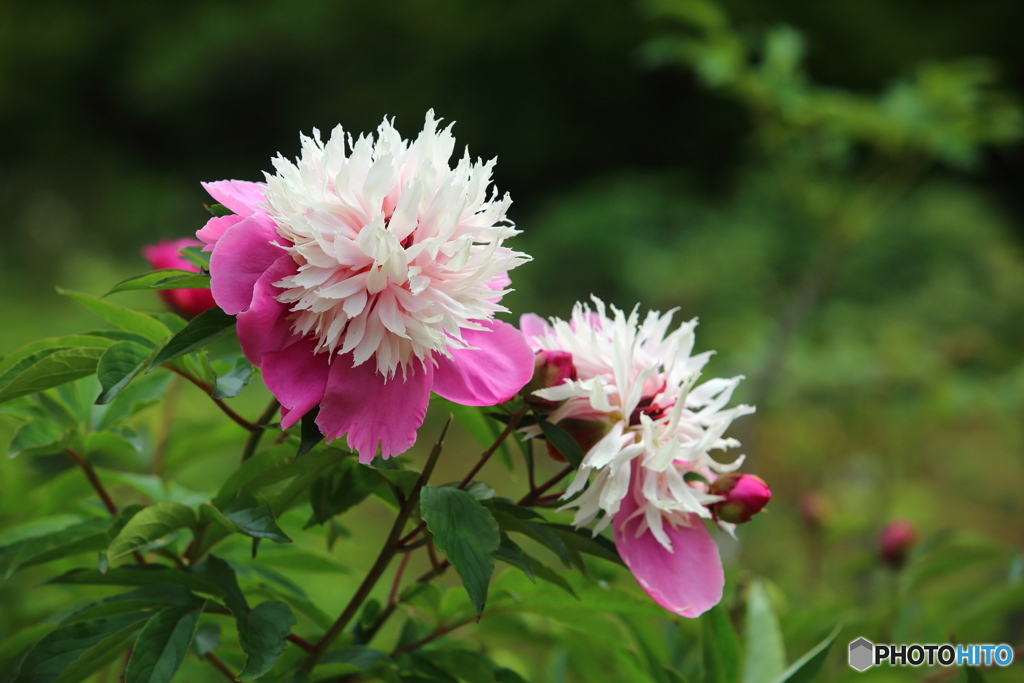 名も知らない花
