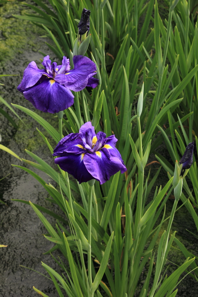 好きな色の花