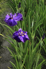 好きな色の花