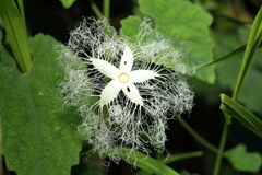 カラス瓜の花