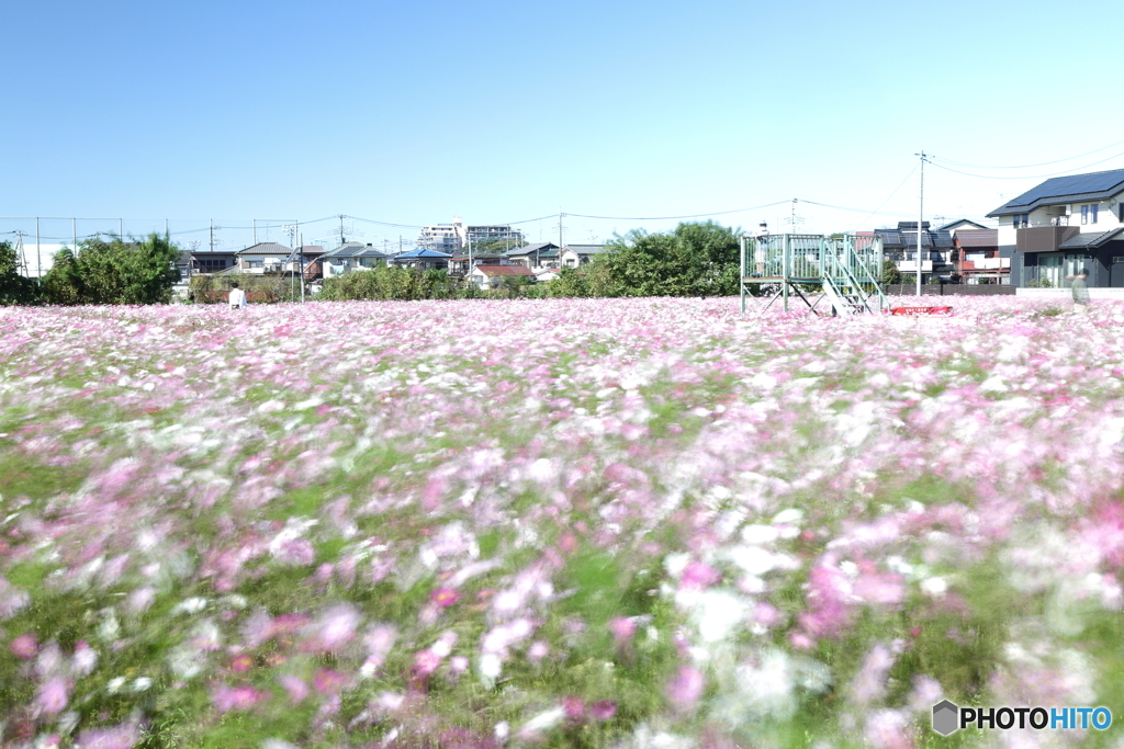 風と秋桜
